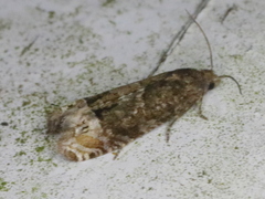 Eucosma parmatana