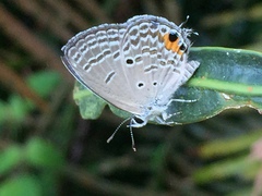 Luthrodes pandava pandava