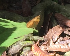 Cupha erymanthis lotis