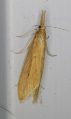 Donacaula dispersellus