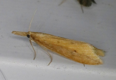 Donacaula dispersellus