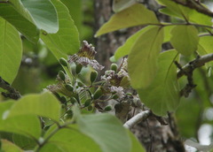 Stereospermum neuranthum