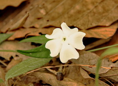 Thunbergia similis