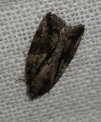 Garella