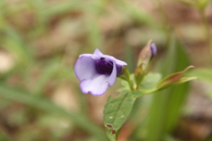 Torenia siamensis