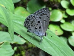 Acytolepis puspa lambi