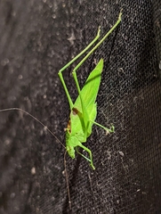 Amblycorypha oblongifolia