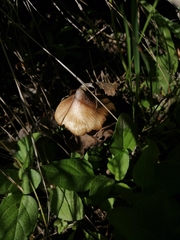 Inocybe