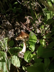 Inocybe