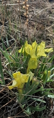 Iris potaninii
