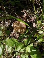 Inocybe