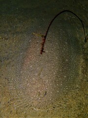 Elongate Flounder photo 3