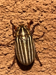 Polyphylla decemlineata