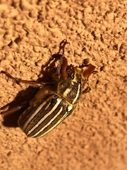 Polyphylla decemlineata