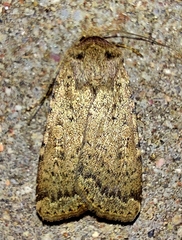 Rhyacia simulans