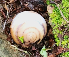 Sphaerospira fraseri