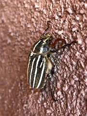 Polyphylla decemlineata