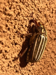 Polyphylla decemlineata