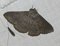 Ericeia sobria