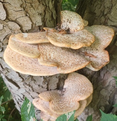 Cerioporus squamosus