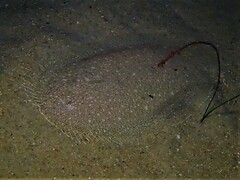 Elongate Flounder photo 2