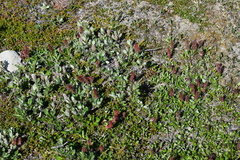 Salix arctophila