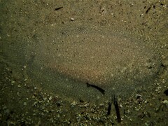 Elongate Flounder photo 5