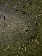 Elongate Flounder photo 4