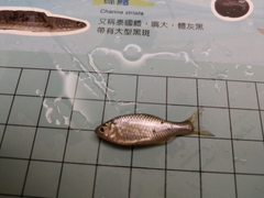 Paratanakia himantegus