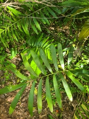 Zamia erosa