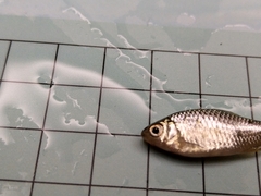 Paratanakia himantegus