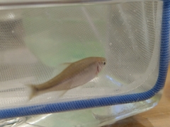 Paratanakia himantegus