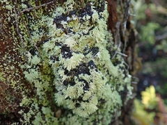 Neophyllis melacarpa