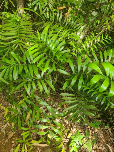 Image of Zamia erosa by (c) ritirene, some rights reserved (CC BY)