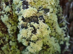 Neophyllis melacarpa