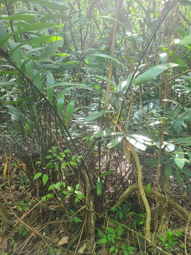 Image of Zamia erosa by (c) ritirene, some rights reserved (CC BY)