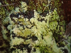 Neophyllis melacarpa