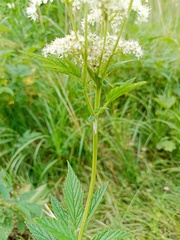 Podosphaera filipendulae