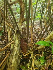 Zamia erosa