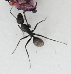 Camponotus japonicus