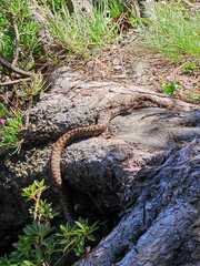 Vipera berus marasso