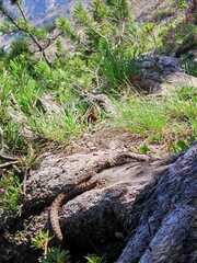 Vipera berus marasso