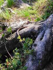 Vipera berus marasso