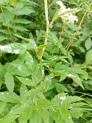 Podosphaera filipendulae