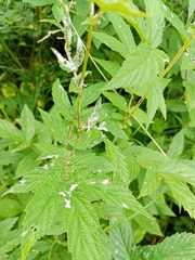 Podosphaera filipendulae