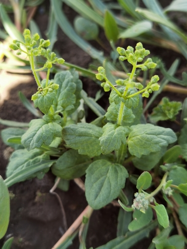 Scrophularia souliei