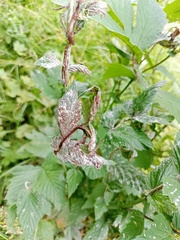 Podosphaera filipendulae