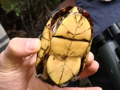 Kinosternon leucostomum postinguinale