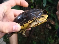 Kinosternon leucostomum postinguinale