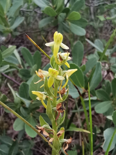 Aleutian bog orchid (Platanthera tipuloides)